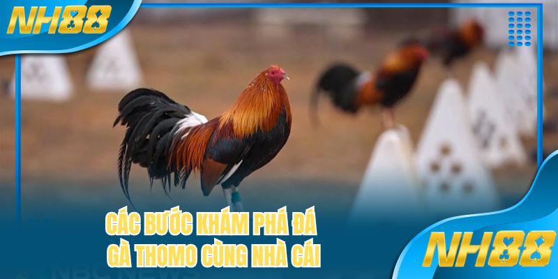 Các bước khám phá đá gà Thomo cùng nhà cái