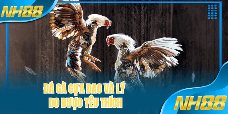 Đá gà cựa dao và lý do được yêu thích