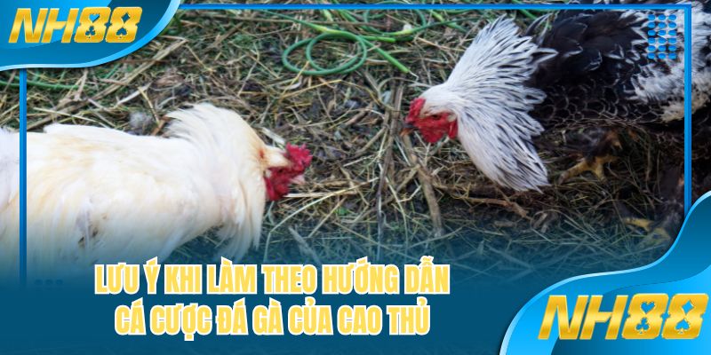 Lưu ý khi làm theo hướng dẫn cá cược đá gà của cao thủ