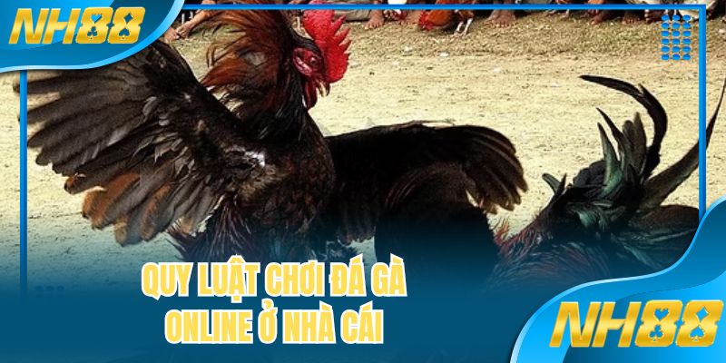 Quy luật chơi đá gà online ở nhà cái